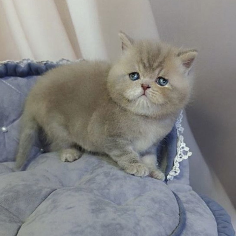 Rocky British Shorthair male, lilac