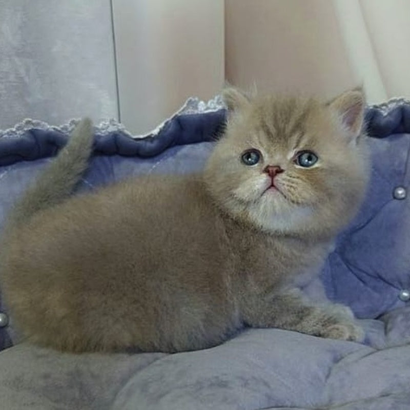 Rocky British Shorthair male, lilac