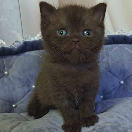 Romeo British Shorthair male, chocolate