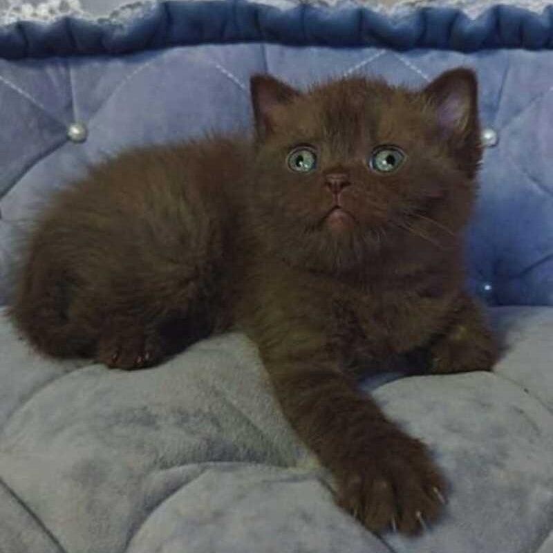 Romeo British Shorthair male, chocolate