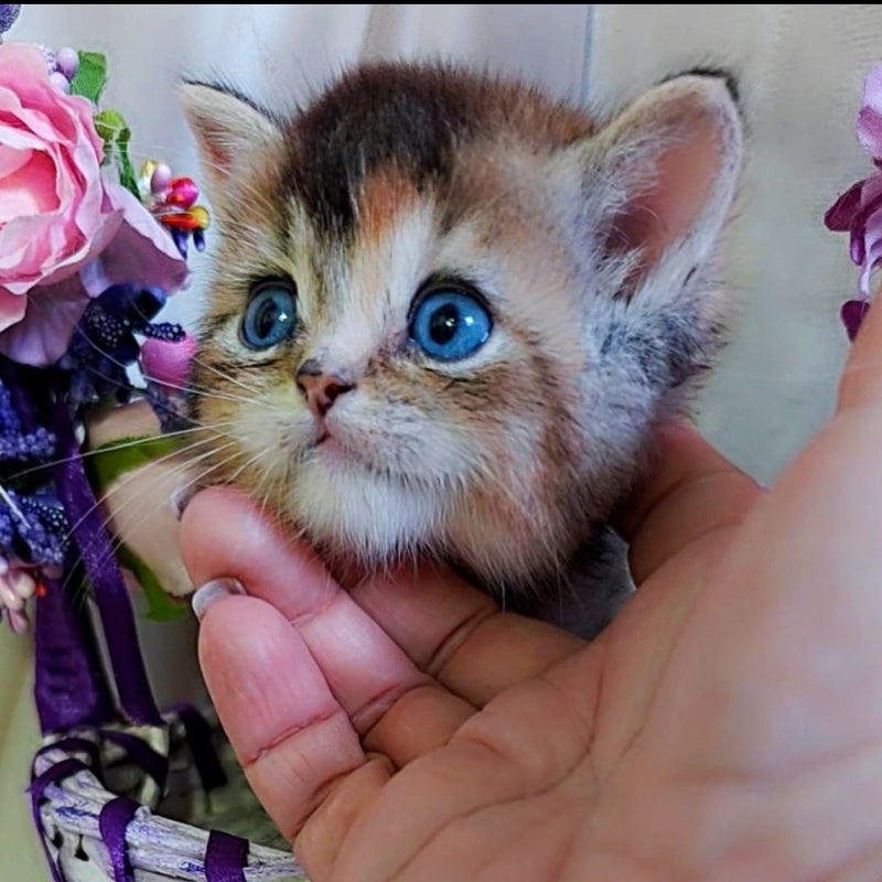 Qyara British Shorthair female, black tortie with white ticked tabby