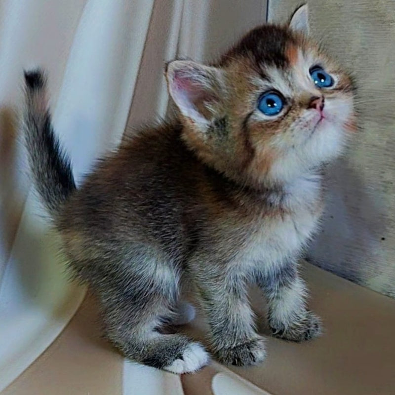 Qyara British Shorthair female, black tortie with white ticked tabby