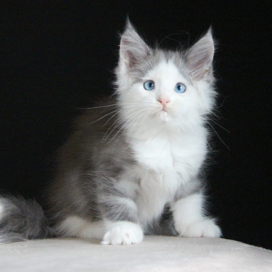 Mechta Maine Coon female, blue tabby bicolour