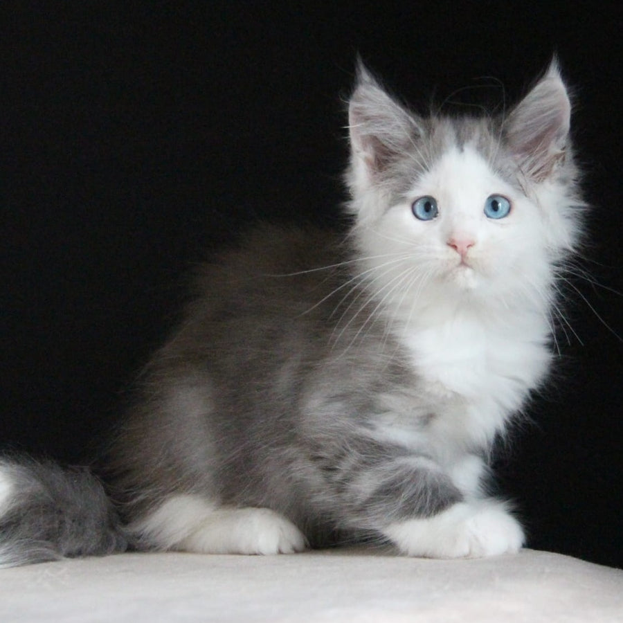 Mechta Maine Coon female, blue tabby bicolour