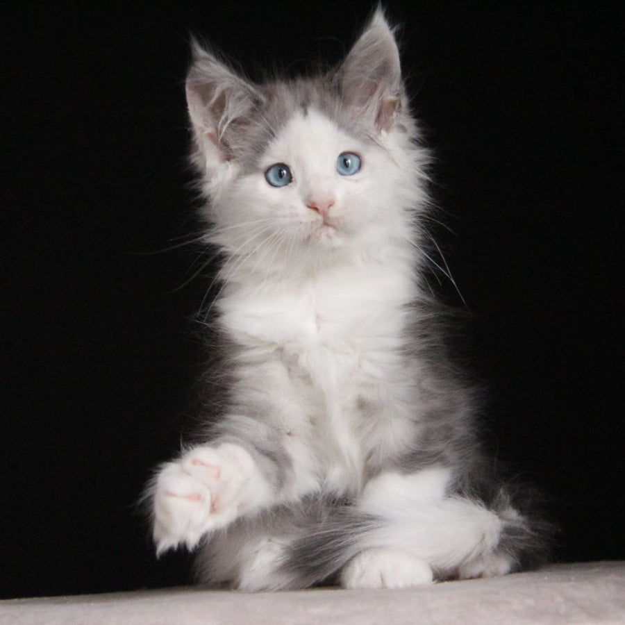 Mechta Maine Coon female, blue tabby bicolour