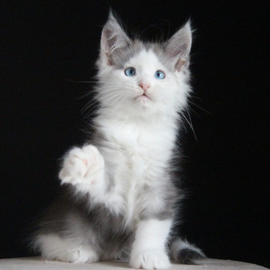 Mechta Maine Coon female, blue tabby bicolour