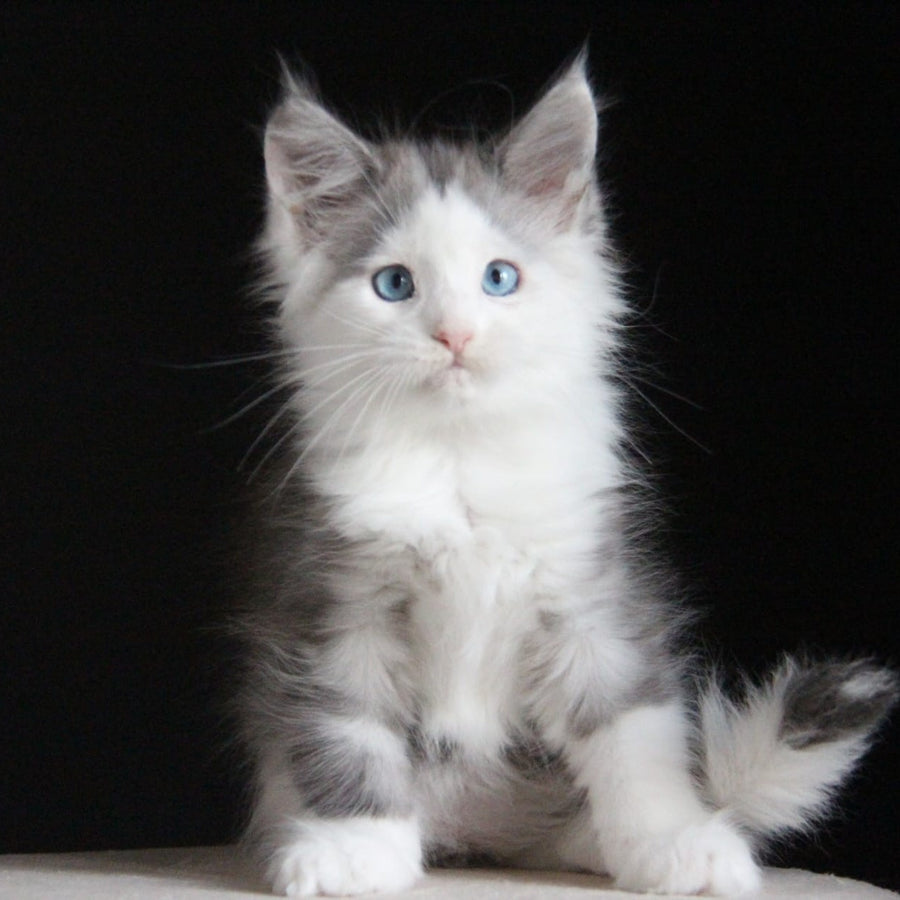 Mechta Maine Coon female, blue tabby bicolour