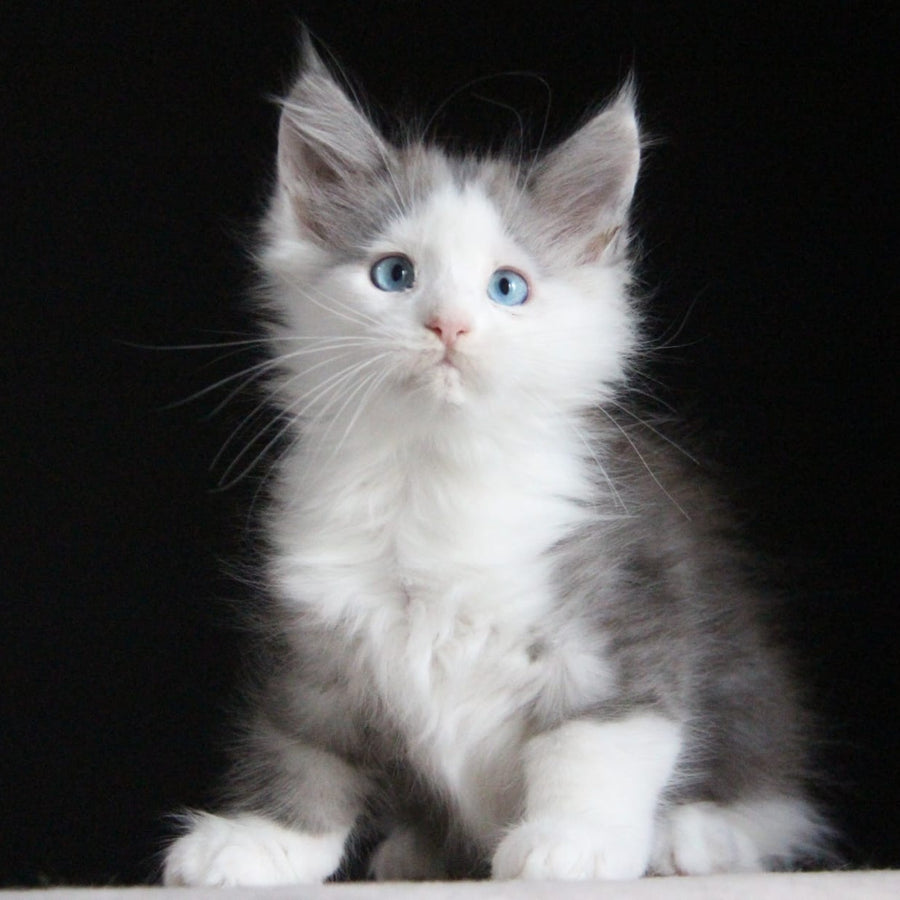 Mechta Maine Coon female, blue tabby bicolour