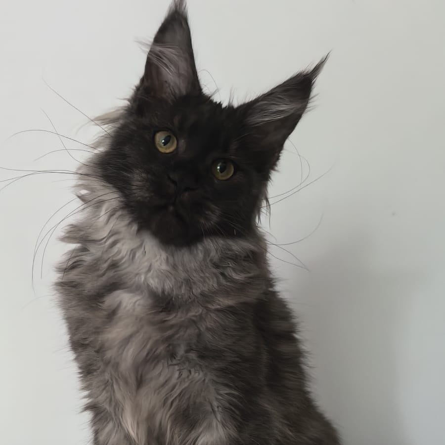 Cleopatra Maine Coon polydactyl 6x6x6x6 female, black silver