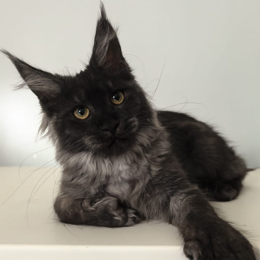 Cleopatra Maine Coon polydactyl 6x6x6x6 female, black silver