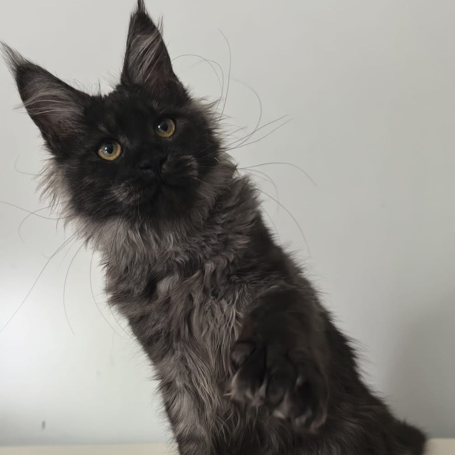 Cleopatra Maine Coon polydactyl 6x6x6x6 female, black silver