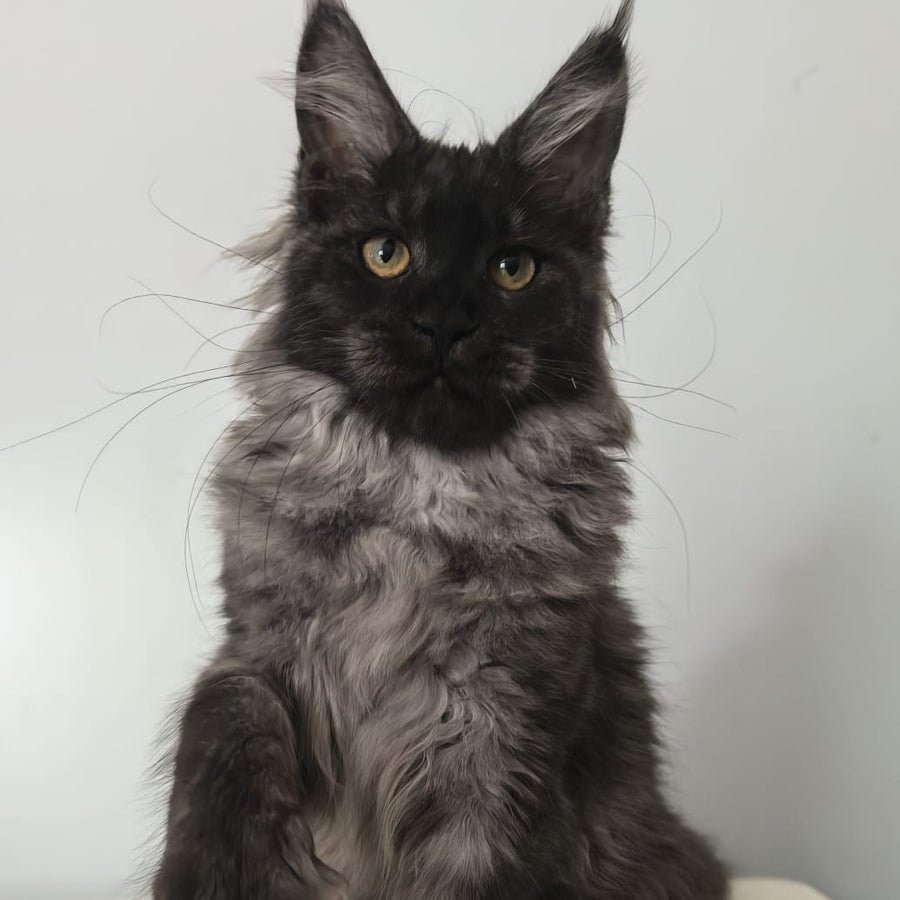 Cleopatra Maine Coon polydactyl 6x6x6x6 female, black silver
