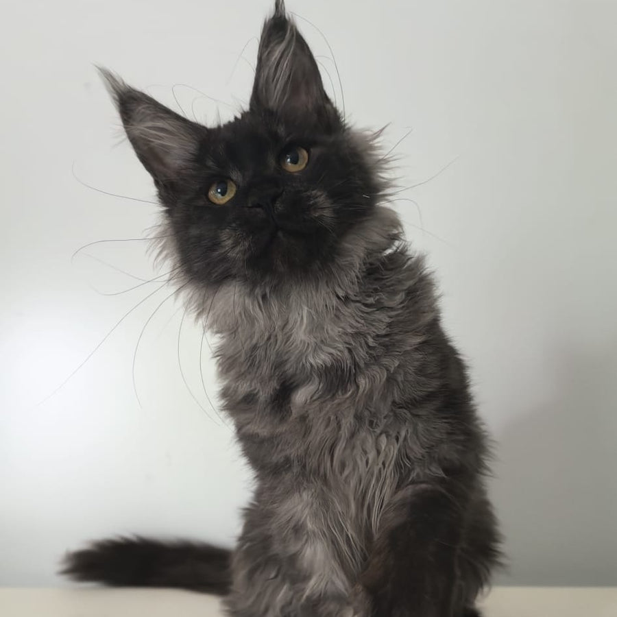 Cleopatra Maine Coon polydactyl 6x6x6x6 female, black silver