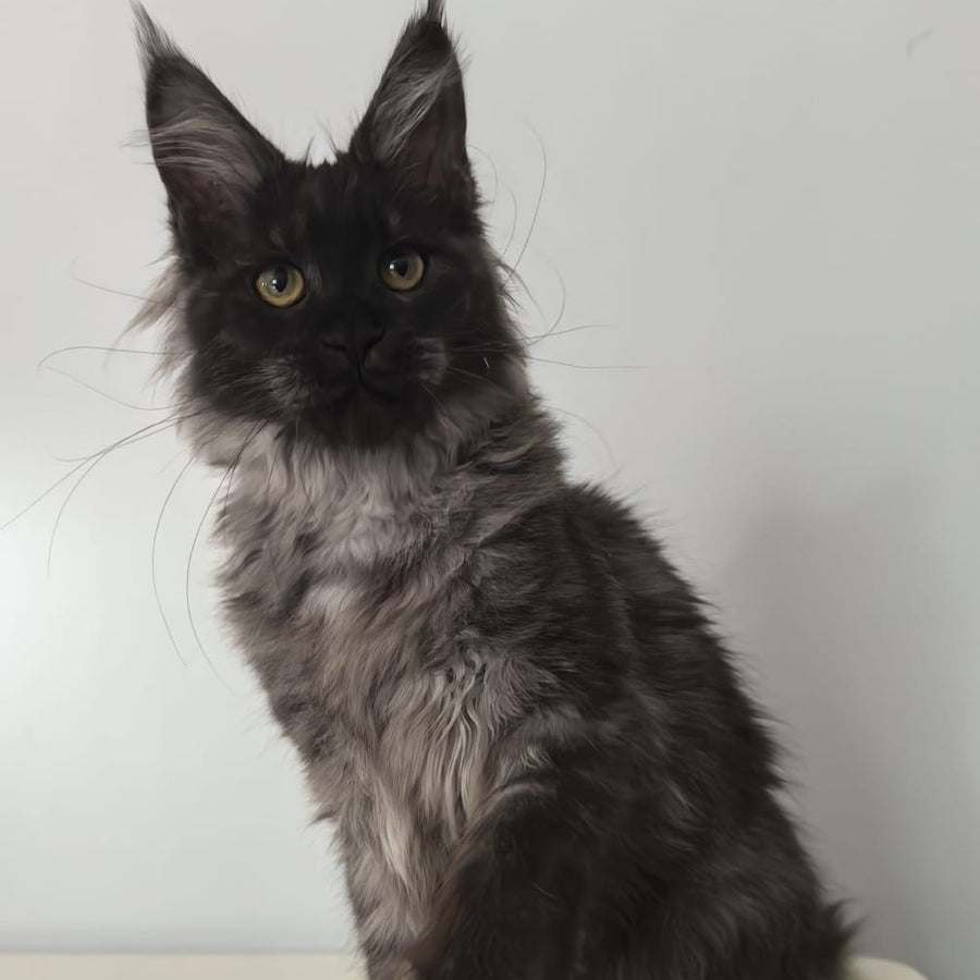 Cleopatra Maine Coon polydactyl 6x6x6x6 female, black silver