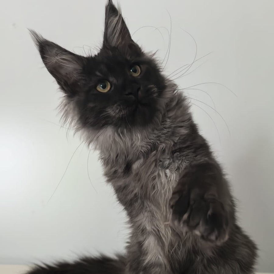 Cleopatra Maine Coon polydactyl 6x6x6x6 female, black silver
