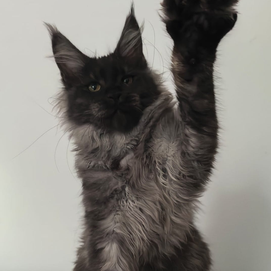 Cleopatra Maine Coon polydactyl 6x6x6x6 female, black silver