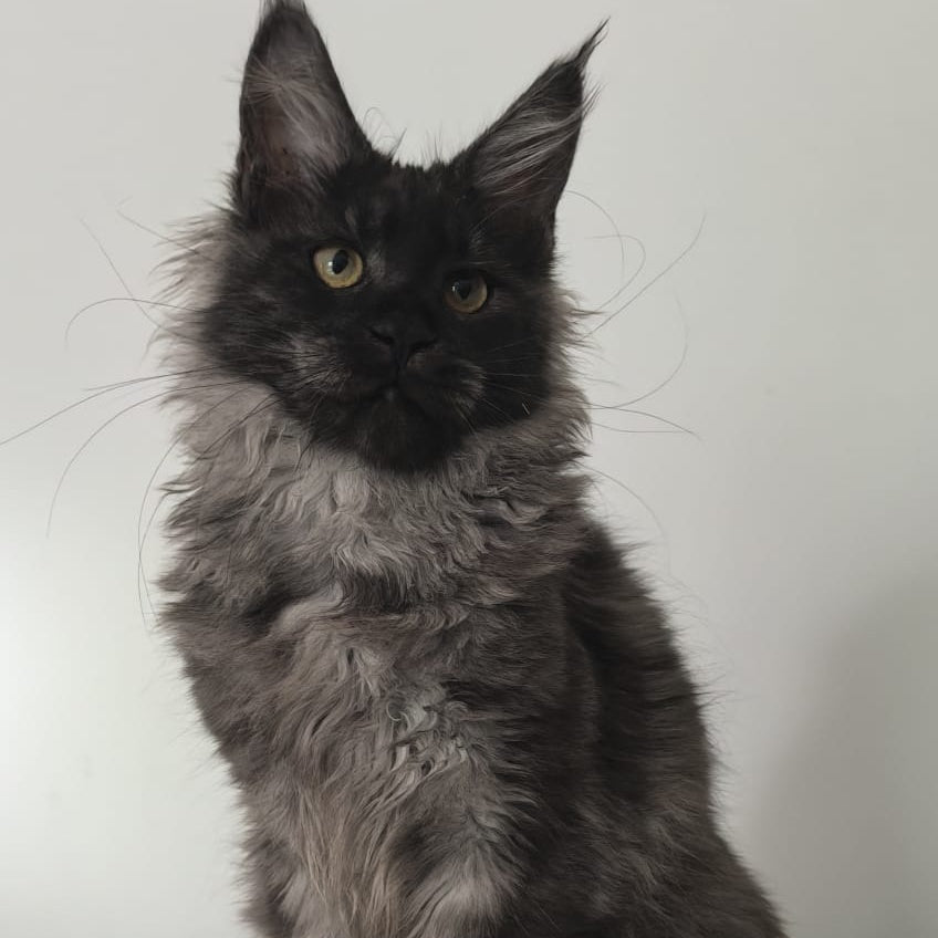 Cleopatra Maine Coon polydactyl 6x6x6x6 female, black silver