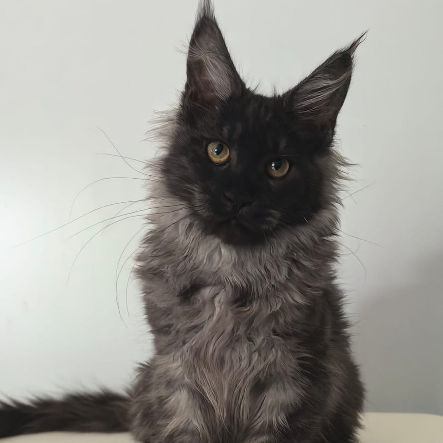 Cleopatra Maine Coon polydactyl 6x6x6x6 female, black silver