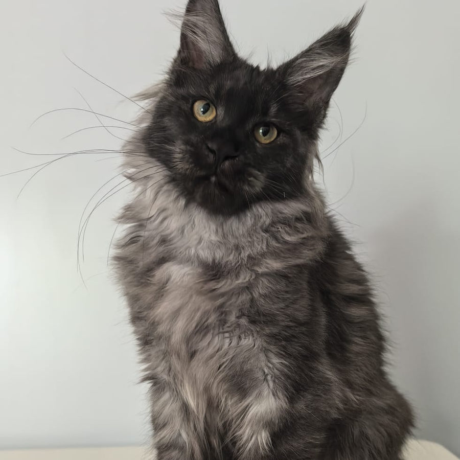 Cleopatra Maine Coon polydactyl 6x6x6x6 female, black silver