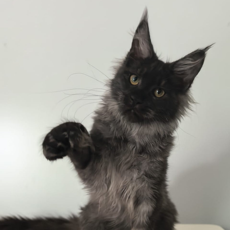 Cleopatra Maine Coon polydactyl 6x6x6x6 female, black silver