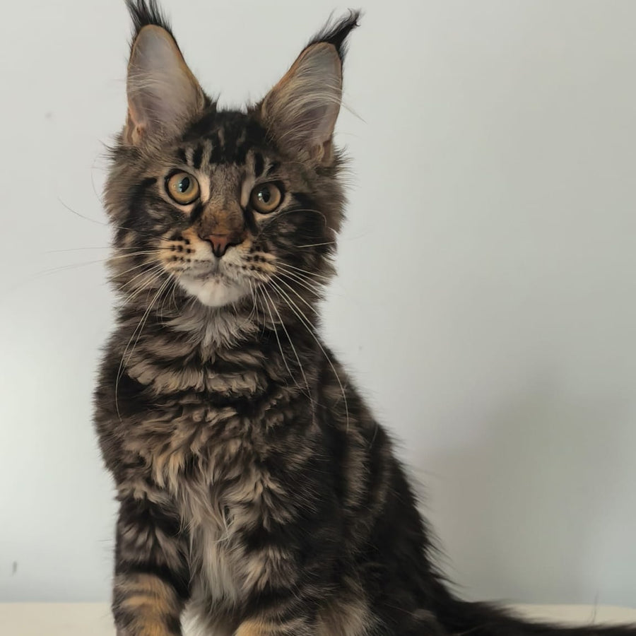 Ceasar Maine Coon polydactyl 6x6x6x6 male, black tabby