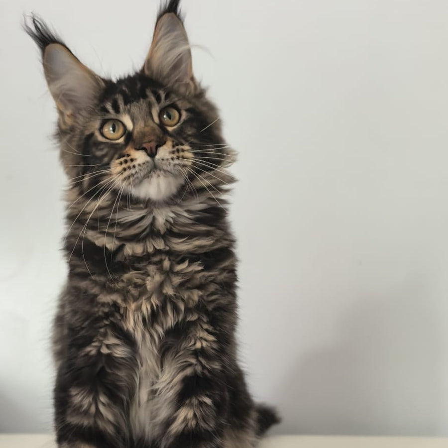 Ceasar Maine Coon polydactyl 6x6x6x6 male, black tabby