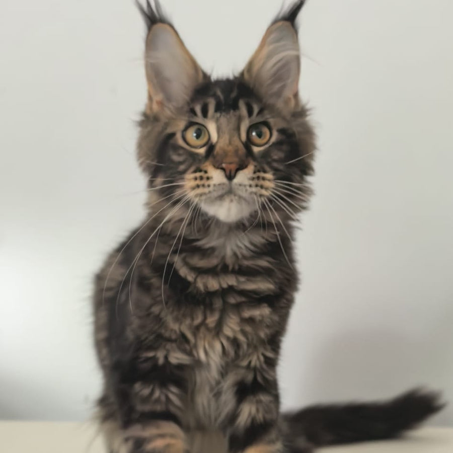 Ceasar Maine Coon polydactyl 6x6x6x6 male, black tabby
