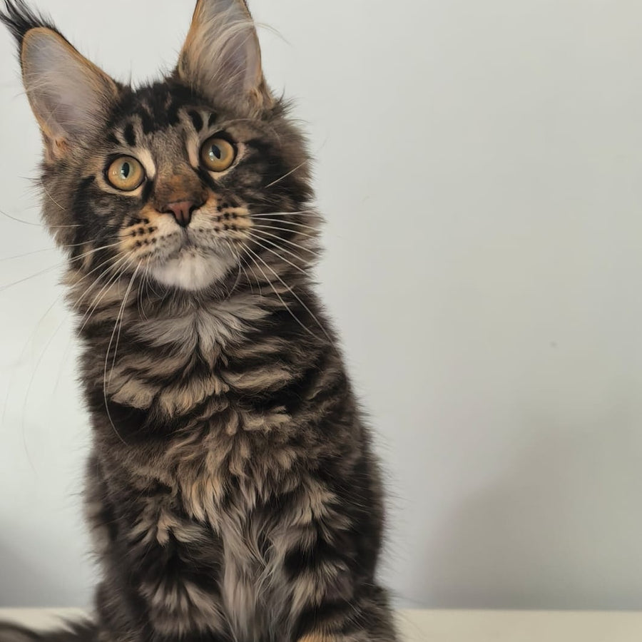 Ceasar Maine Coon polydactyl 6x6x6x6 male, black tabby