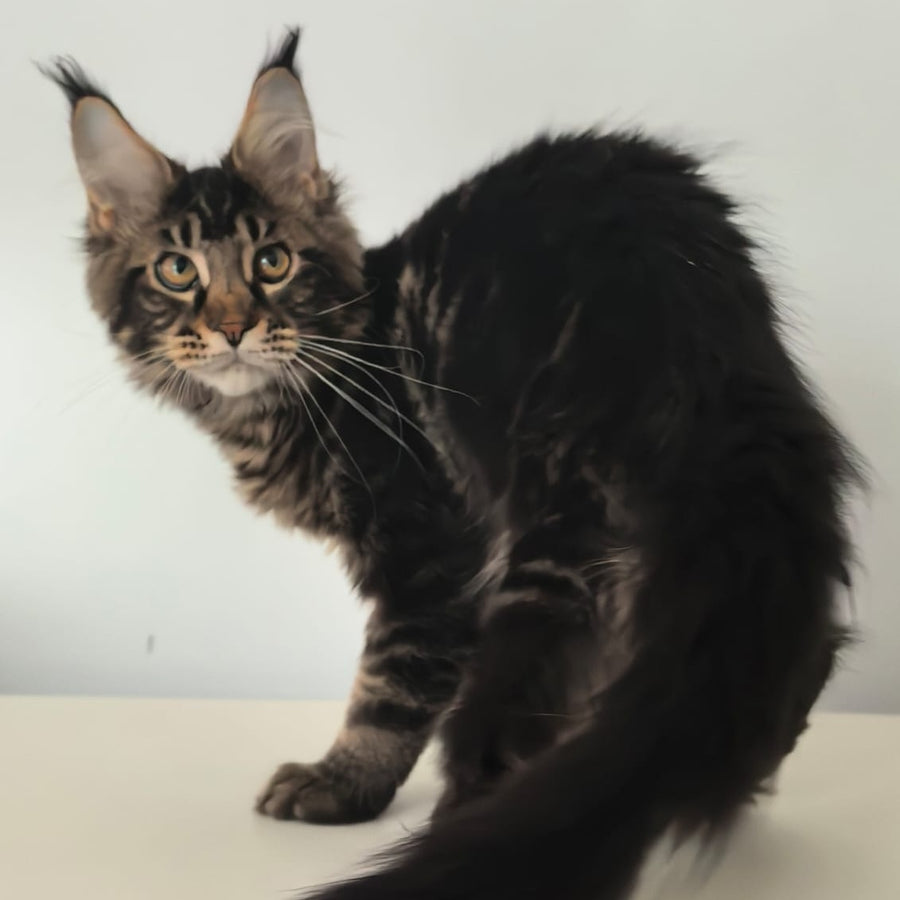Ceasar Maine Coon polydactyl 6x6x6x6 male, black tabby