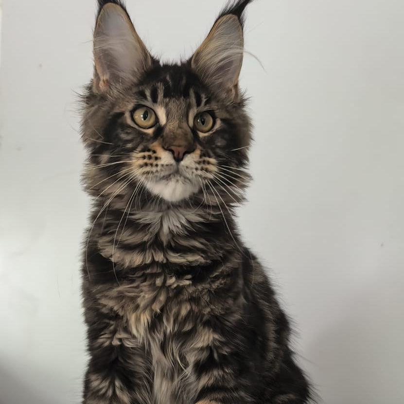 Ceasar Maine Coon polydactyl 6x6x6x6 male, black tabby