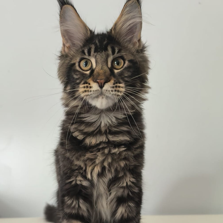 Ceasar Maine Coon polydactyl 6x6x6x6 male, black tabby