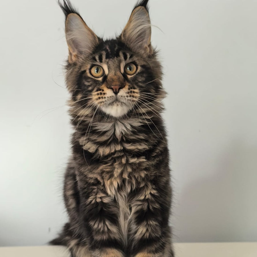 Ceasar Maine Coon polydactyl 6x6x6x6 male, black tabby