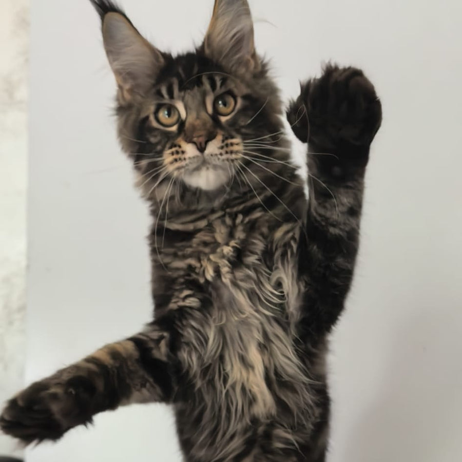 Ceasar Maine Coon polydactyl 6x6x6x6 male, black tabby