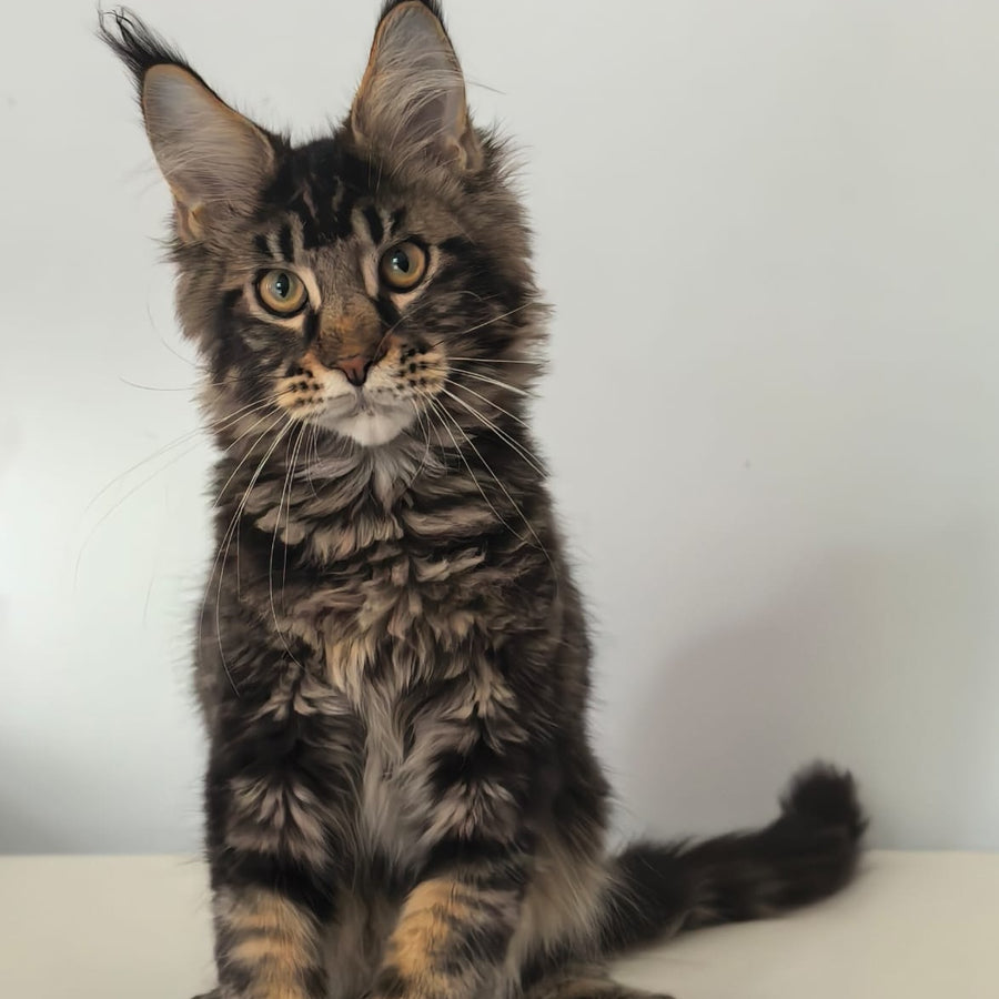 Ceasar Maine Coon polydactyl 6x6x6x6 male, black tabby