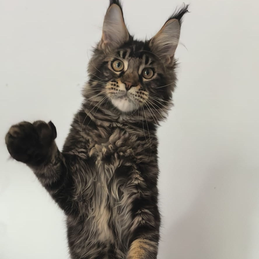 Ceasar Maine Coon polydactyl 6x6x6x6 male, black tabby