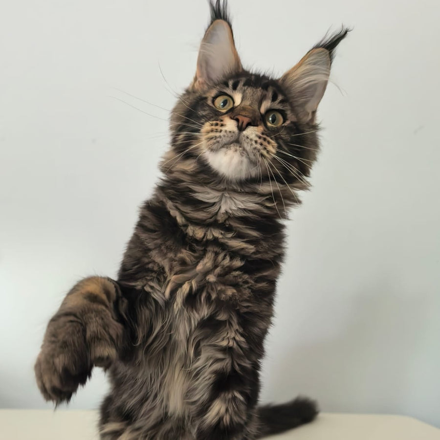Ceasar Maine Coon polydactyl 6x6x6x6 male, black tabby