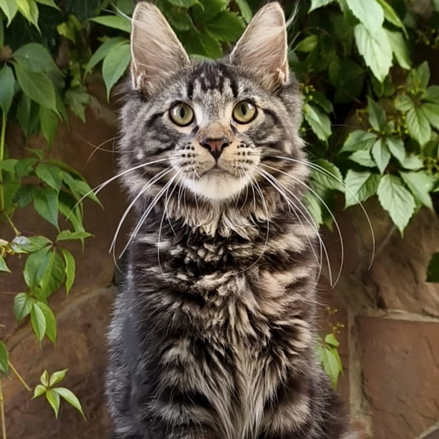 Hugo Maine Coon male, black tabby
