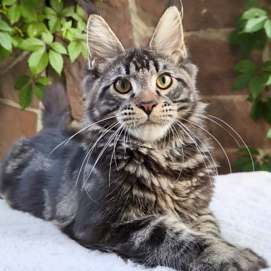 Hugo Maine Coon male, black tabby