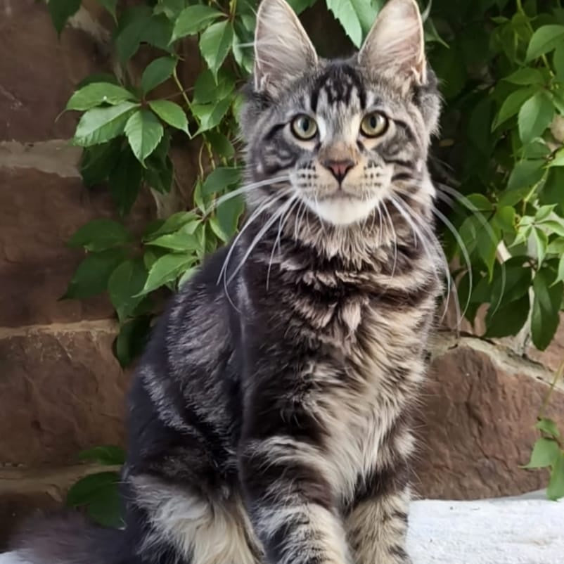 Hugo Maine Coon male, black tabby