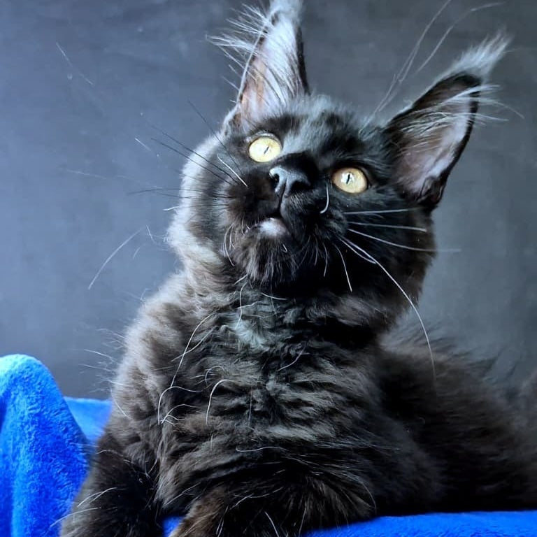 Kensigton Crown Maine Coon male, black