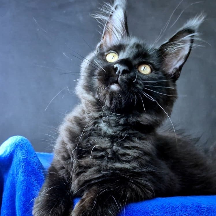 Kensigton Crown Maine Coon male, black