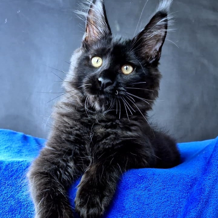 Kensigton Crown Maine Coon male, black