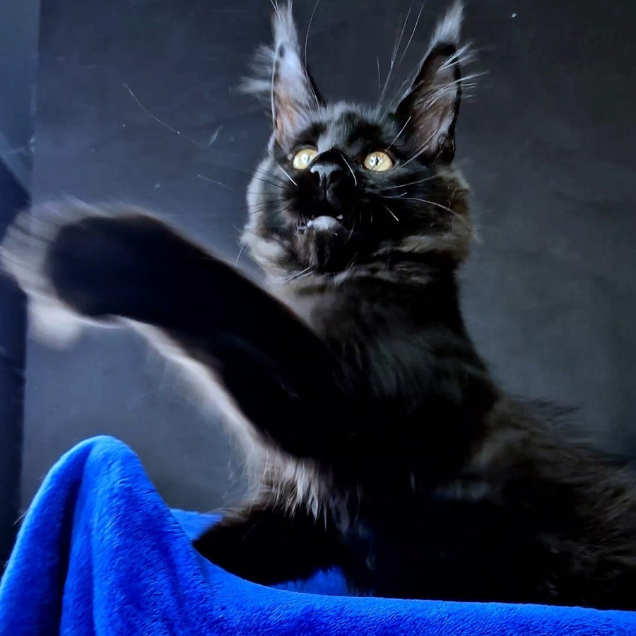 Kensigton Crown Maine Coon male, black