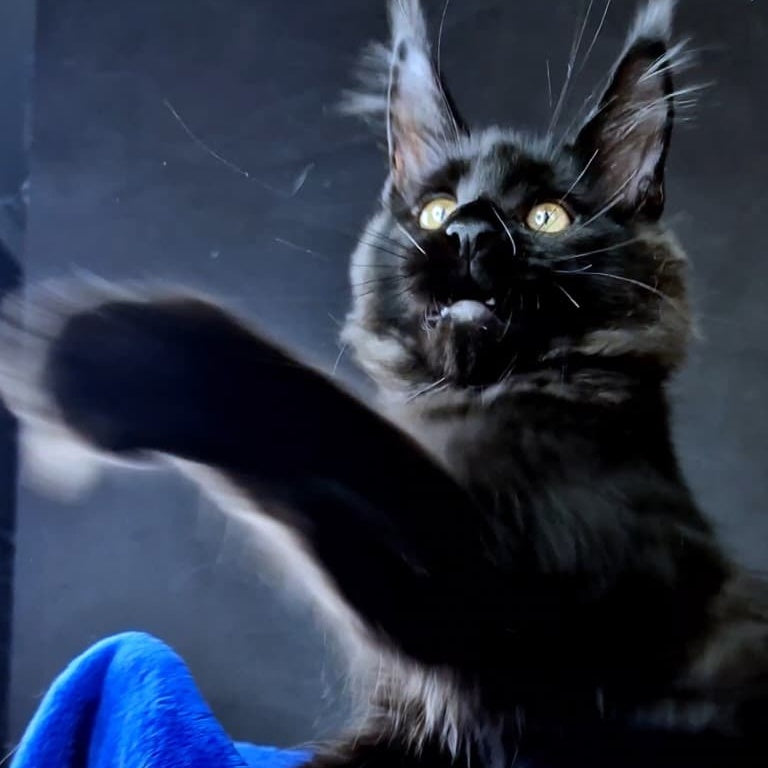 Kensigton Crown Maine Coon male, black