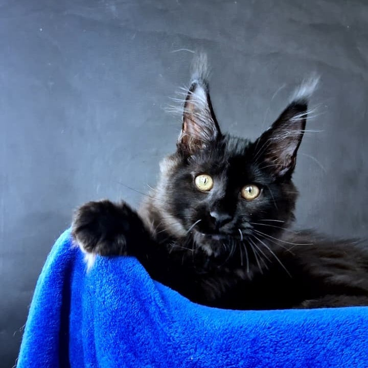 Kensigton Crown Maine Coon male, black