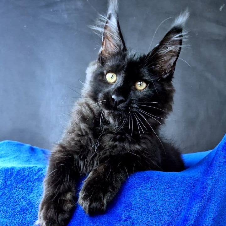 Kensigton Crown Maine Coon male, black