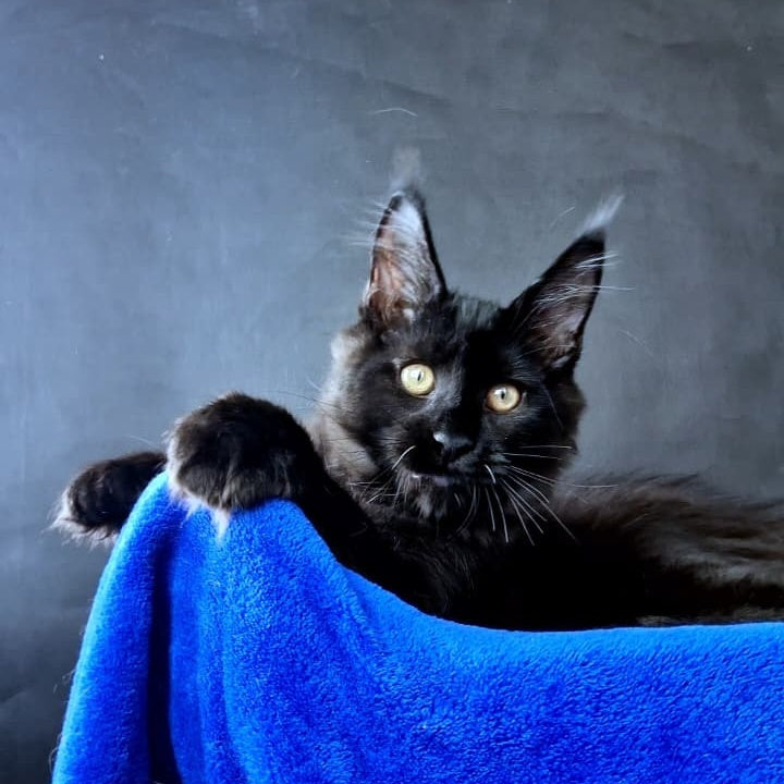Kensigton Crown Maine Coon male, black