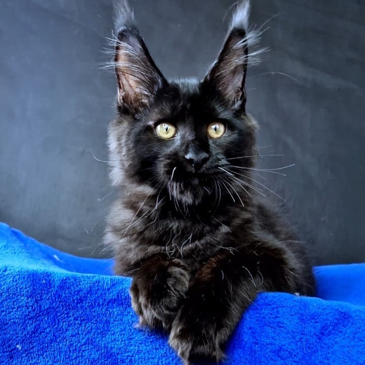 Kensigton Crown Maine Coon male, black