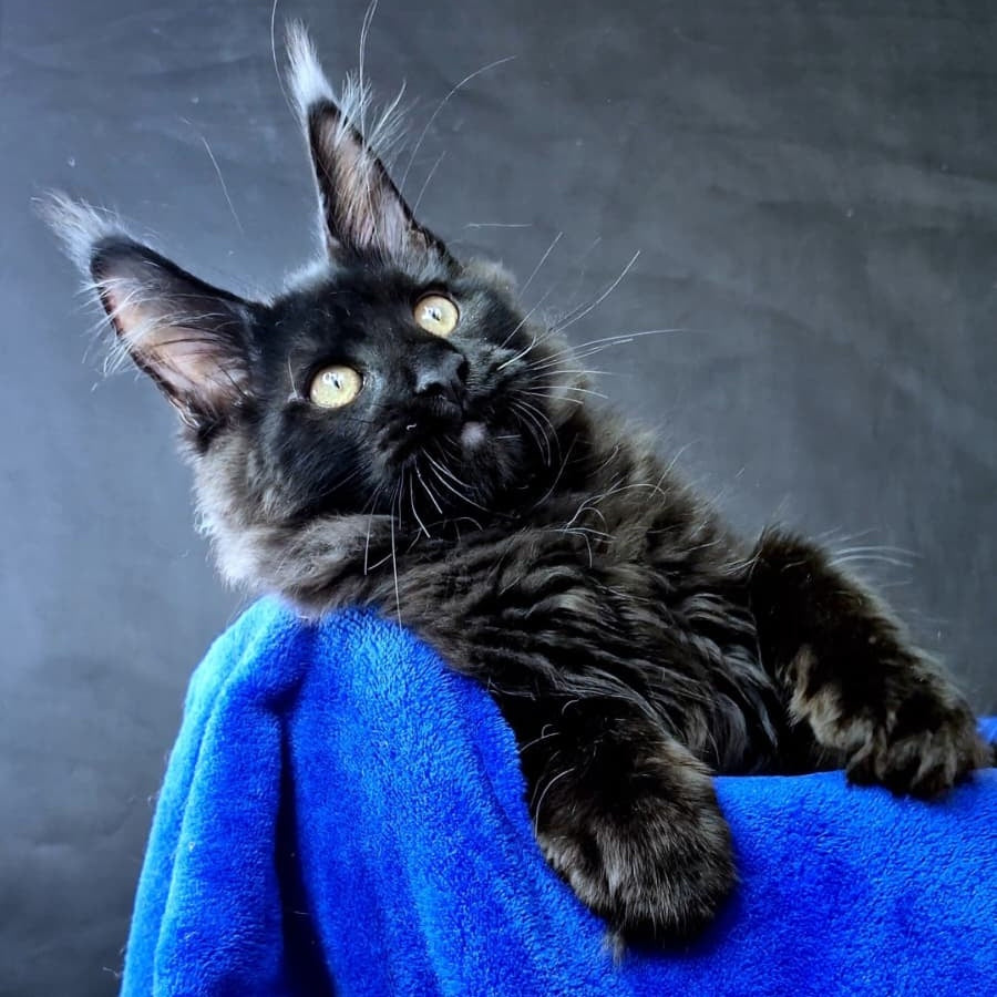 Kensigton Crown Maine Coon male, black