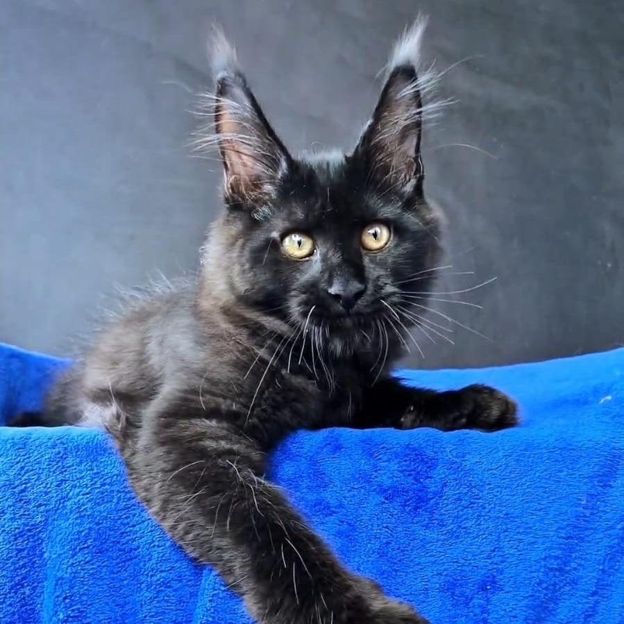Kensigton Crown Maine Coon male, black